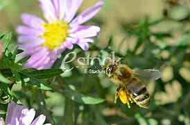 The bee