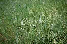 fresh spring green grass background texture straight