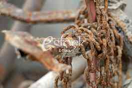 Chain