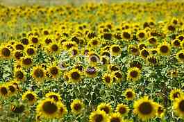 Field of sunflowers
