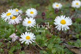 Daisies