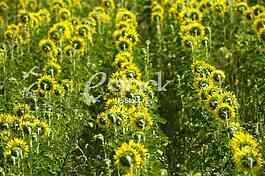 Field of sunflowers