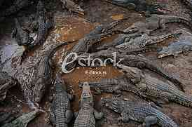 Crocodile