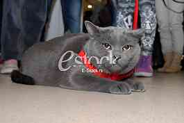 Cat show