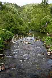 Mountain river flowing at summer forest landscape