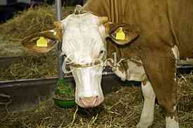 Cow
