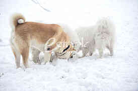 Sibirski Samojed i Akita