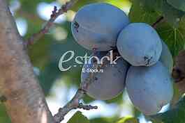 Plum