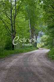 Rural road Country road, green trees and forest nature