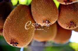 Fruits
