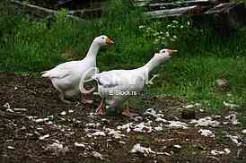 white geese in the village isolated