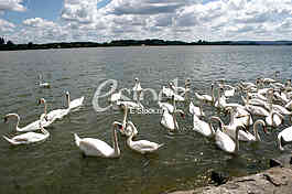 dunav , zemun, labudovi
