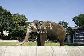 elephant