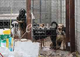 Association for adoption dogs 