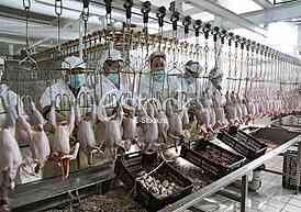 Continuous conveyor of meat of chickens