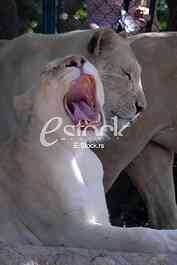 White lion