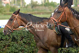 Ljubicevo Equestrian Games
