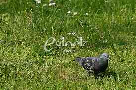 beautiful pigeon in the grass