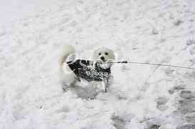 little white dog terrier winter