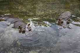 hippo resting in the water