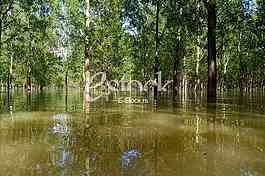 Tamis poplave