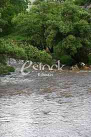 Mountain river flowing at summer forest landscape