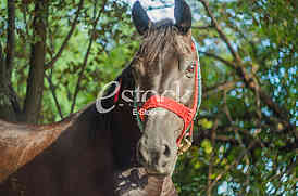 Horse on the street in the afternoon