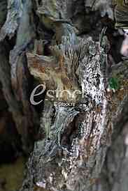 Ecology
