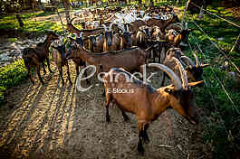 Goat farm Serbia