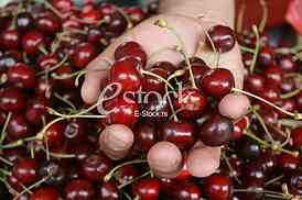 man holding a cherry in hand, fresh cherries natural cherry to background on the street market
