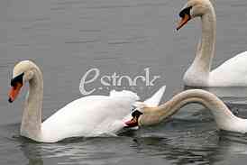White swans