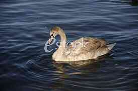 Swan on the River