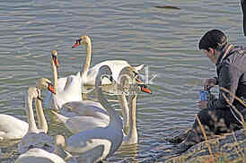 Labud na reci Dunav, Swan on the Danube river
