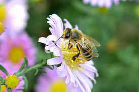 The bee