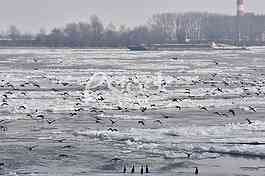 Zaledjen Dunav/ Frozen Danube