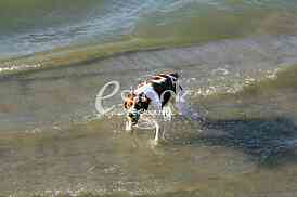 a dog swims in the water and playing with a ball in the water