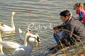 Labud na reci Dunav, Swan on the Danube river