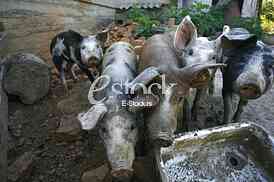 pigs on the farm