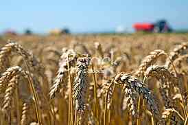 Agriculture