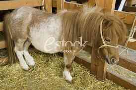 Pony, horse
