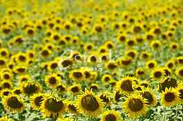 Field of sunflowers