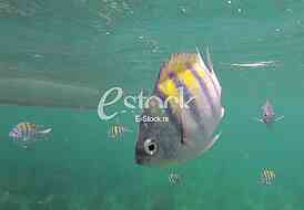 Caribbean sea
