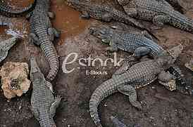 Crocodile