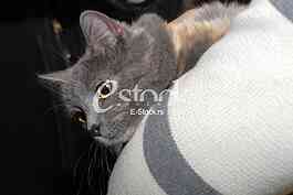 Cat show