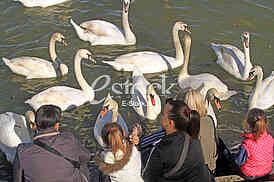 Labud na reci Dunav, Swan on the Danube river