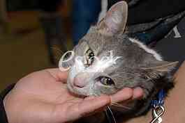 Cat show