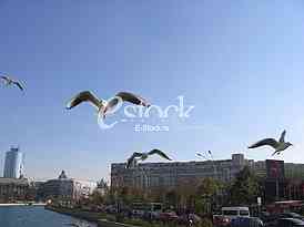 Seagulls