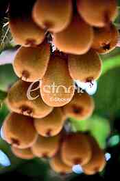 Fruits