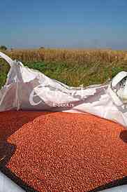 Agriculture