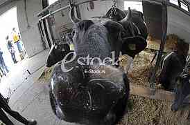cow